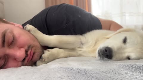 Golden Retriever Puppy Wakes Up Owner [Cutest Alarm Clock Ever]