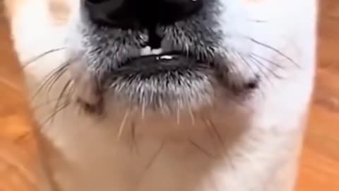 The funniest cats and dogs videos of 2022