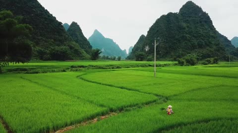 A Journey Through Rice Fields