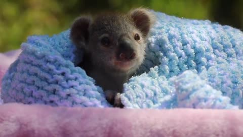 Koala - Baby to Adult Journey