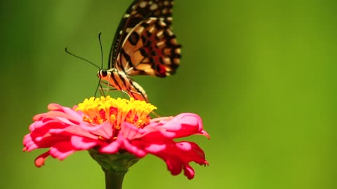 Butterfly on the flower