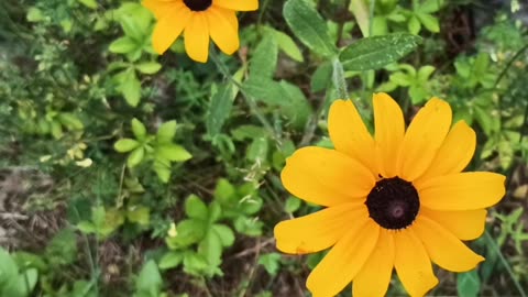 Black-eyed Susans