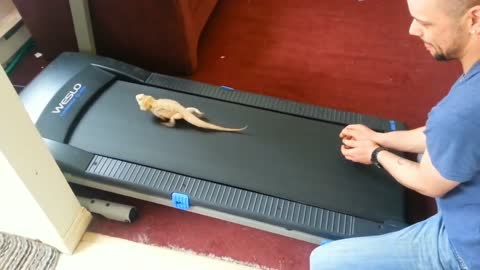 Lizard trying to walk and keep on treadmill