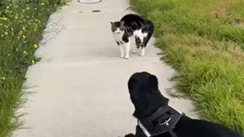Cat Fights a Dog