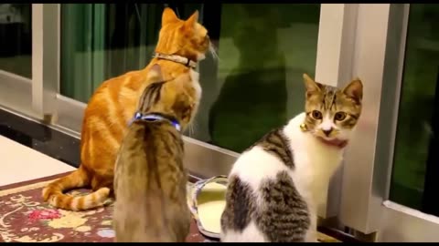 Cat funny videos with babies