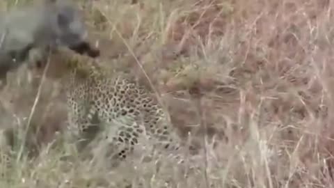 Leopard hunts warthogs