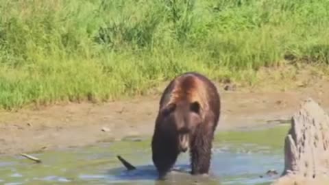 Bear videos | Bear