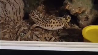 Cute leopard gecko interaction