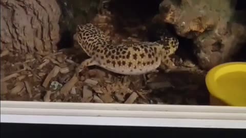Cute leopard gecko interaction