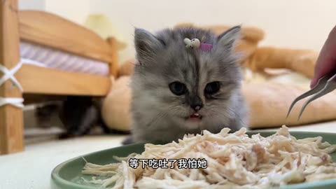 Watching kittens eat meat is so healing!