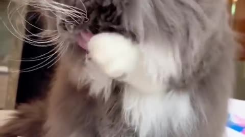 😹Funny and Cute Animal Videos Everyday🥰 | Animals LOL Moments #funnyanimals #shorts #funnyvideo