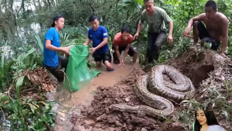 Giant Snake caught by Brave men