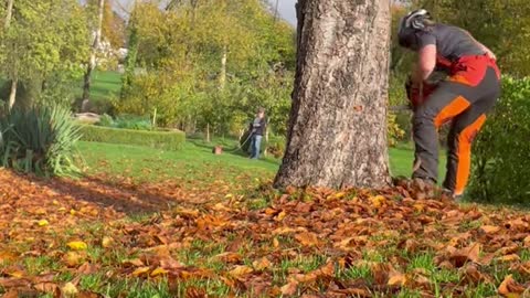 #treefelling #chainsaw #logger #femalelumberjack