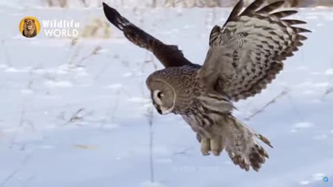 Eagles captures a Goat | Amazing Raptors and Eagle Attacks | Eagles vs Monkey, Fox and Snake