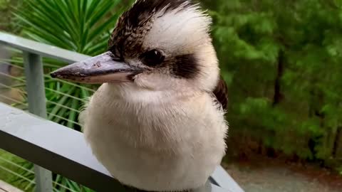 Fluffy the Kookaburra