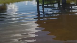 Água limpa belo rio na fazenda