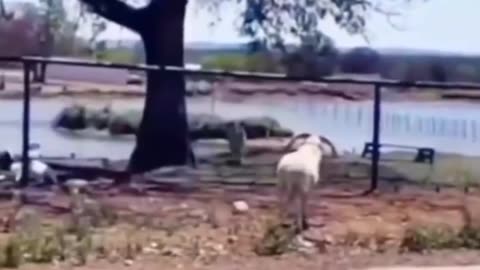 Ostrich riding at super high speed