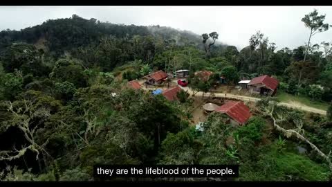 Tanah Papua: A Paradise for Birds