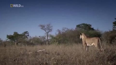 African Safari Adventures with Lions Wildlife Documentary 2021