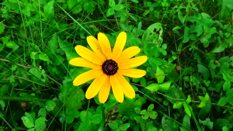 Black eyed susan