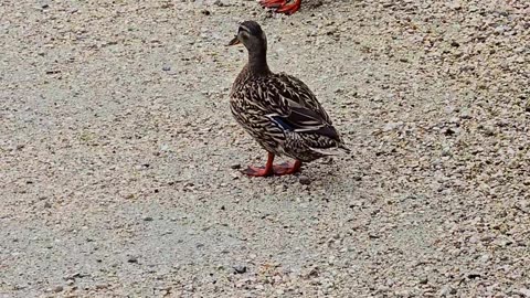 Ducks filmed in passing / pair of ducks.