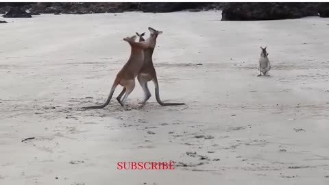 Kangaroo funny fight