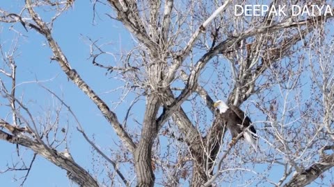 The Eagle Mentality - Best Motivational Video | Deepak Daiya