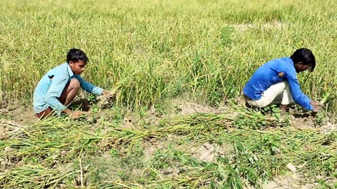 Rural Life In Uttar Pradesh Village {} Life Of The Poor In India's UP {} Real Life India UP