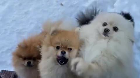 Adorable puppies playing in snow.