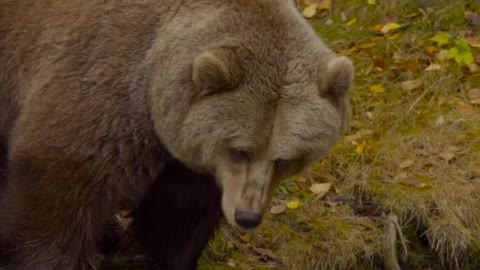 Brown Bears in Northern Climates Will Go Into a Winter Dormancy