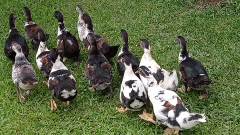 ducks in the garden grass