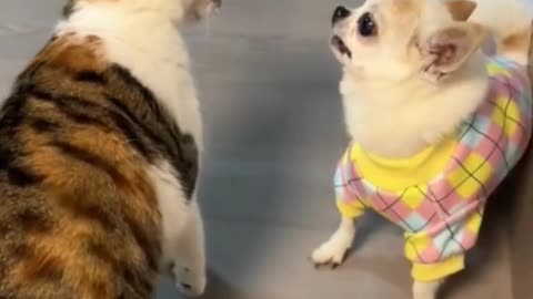 WWE fight between cat and puppy