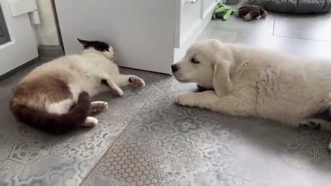 Golden Retriever Puppy Meets Cat for the First Time!