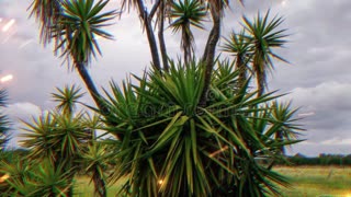Yucca Plants