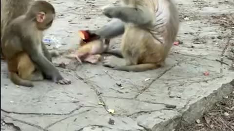 Amazing! Monkey China & Funny Love monkey| Animals Love