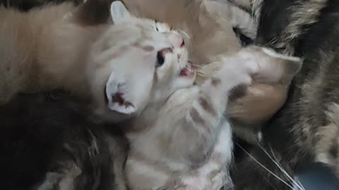 breast-feed cats