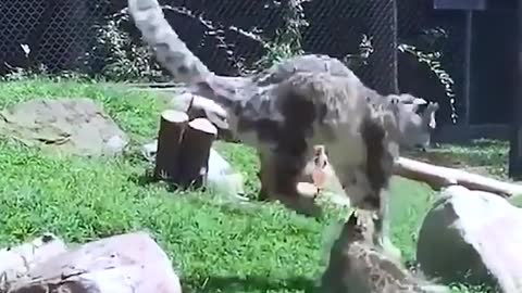 Funny animal video # funny dubbing # watch it and laugh it again