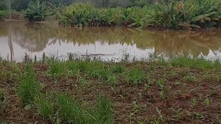 Rio forqueta cheio perto de casa