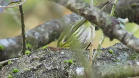 Cape May Warbler Foraging