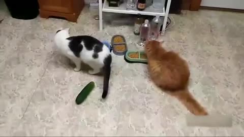 A collection of video that Cats🐈 are afraid of cucumber🥒.