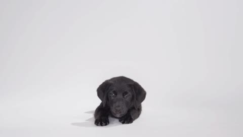 Labrador Retriever puppy on white screen playing