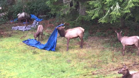 Elk Antlers Tangled in Tarp