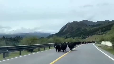 Yaks walking on the road