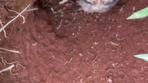 Taking a Peek at Burrowing Owl Chicks