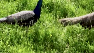 Controlling the New Zealand Peacock Population