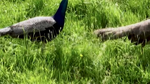 Controlling the New Zealand Peacock Population