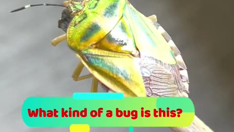 One of the most beautiful bugs on earth!