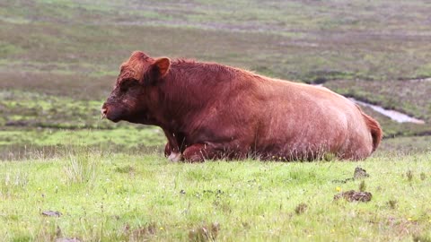 Cow Cattle Farm Animal Beef Rural Agriculture