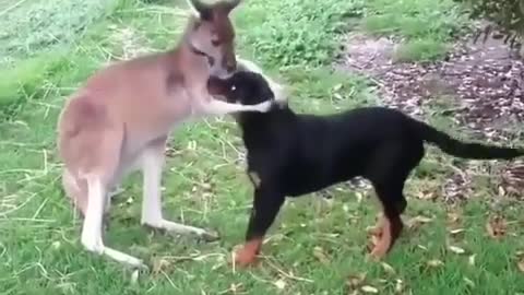 Kangaroo and dog cuddling