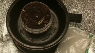 Quick and easy grow pt.5